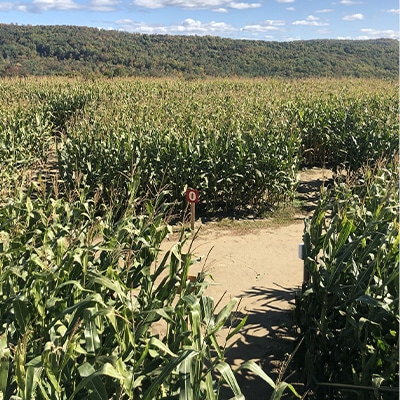 Great Vermont Cornmaze