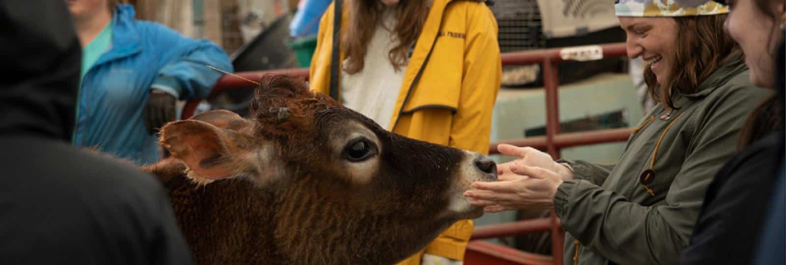 Student holding hands out to cow.